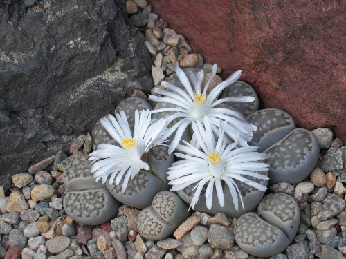 lithops julii v.latericta